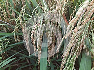 UB 2 BATUTA Leafless Rice Seeds photo